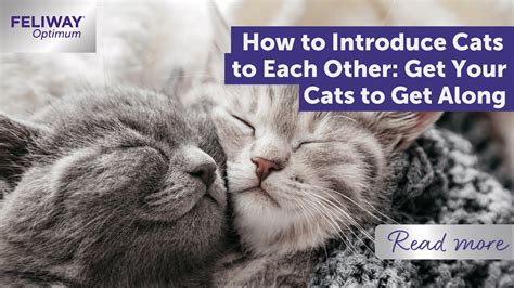 How To Introduce Cats To Each Other Get Your Cats To Get Along