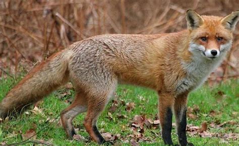 Sw Fox Numbers Raise Concerns The West Australian