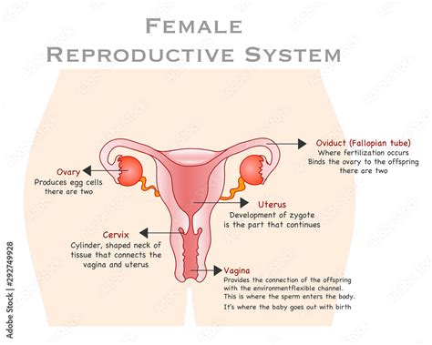 Women Reproductive System Female Organs Reproduction Anatomy Annotated Oviduct Ovary Vagina