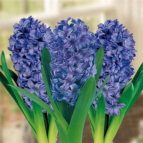 Hyacinths Delft Blue Hyacinths Orientalis Bulbs Departments Tradepoint