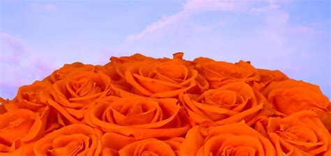 We did not find results for: Orange Roses | What Does The Color Orange Symbolize
