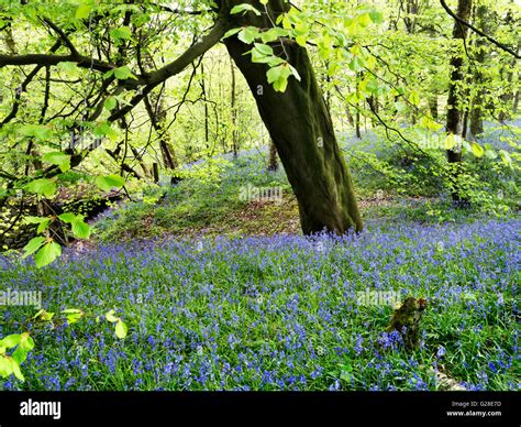 Strid Wood Bolton Abbey Wharfedale Yorkshire Dales Yorkshire England