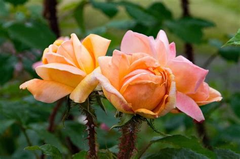 They are perfectly suited to convey your feelings for your someone. 22 Types of Orange Flowers + Pictures | FlowerGlossary.com