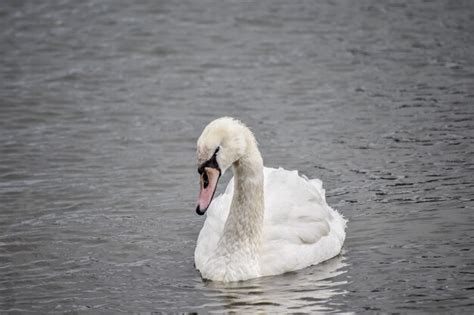 Premium Photo Beautiful Swan Is Swimming In The Lake Windermere