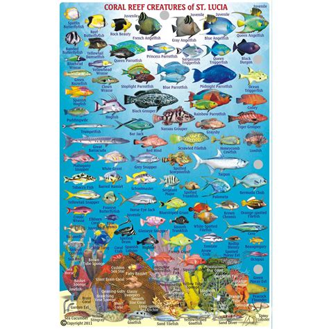 Franko Maps St Lucia Reef Creatures Fish Id Card Scuba