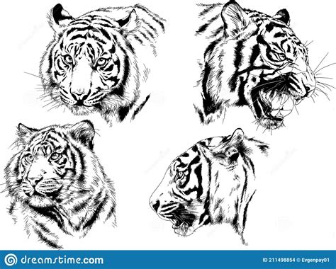 I Disegni Vettoriali Tracciano A Mano Diversi Predatori Tigri Leoni E