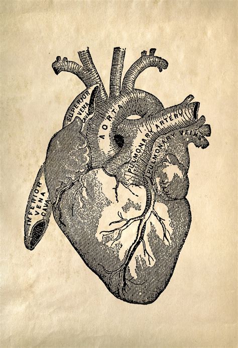 Heart Anatomy Vintage Reproduction Print Human Biology Chart Diagram