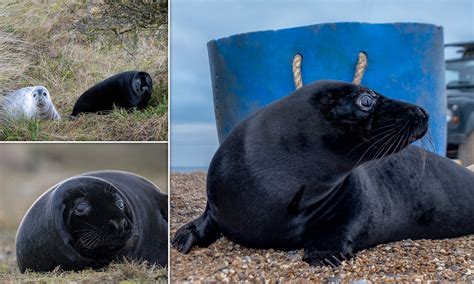 Rare Black Melanistic Seal Pups Are Spotted At Blakeney Point Nature