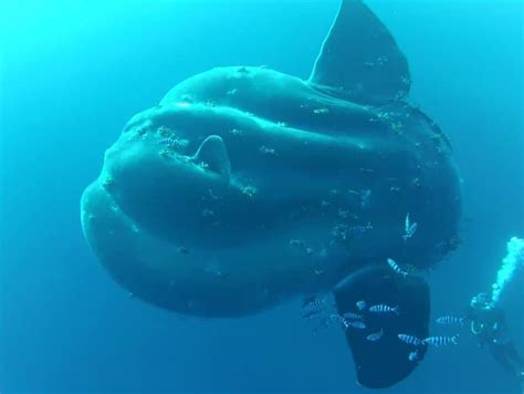 10 Giant Sunfish Facts Fact Animal