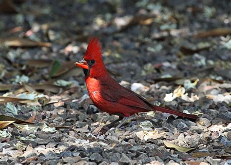 Northern Cardinal Wavian Pox Cardinalis Cardinalis A Seve Flickr
