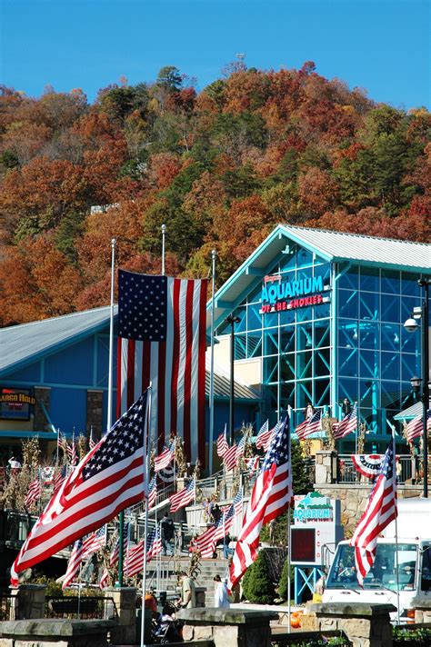 Acorn cabin rentals is the recognized leader in luxury rental cabins in gatlinburg, pigeon forge and the smoky mountains, offering the finest of furnishings for both romantic getaways and family fun. Gatlinburg Aquarium | Gatlinburg aquarium, Gatlinburg ...