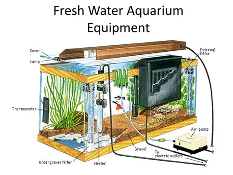 Ppt Fresh Water Aquarium Equipment Powerpoint Presentation Free