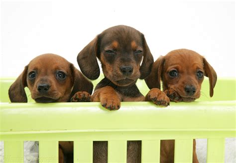 Dogs Red Miniature Dachshund Pups Paws Over Photo Wp09970