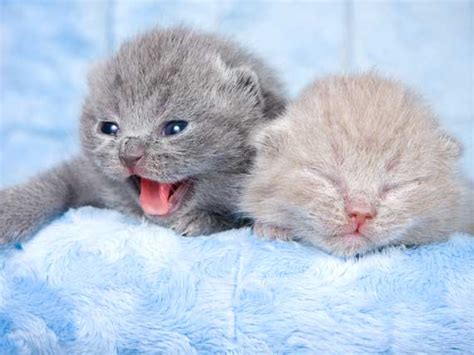 Found Baby Kittens Animal Ark Rescue