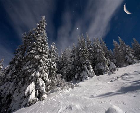 Night View Of Snow Covered Fir Trees Stock Image Image 35001001