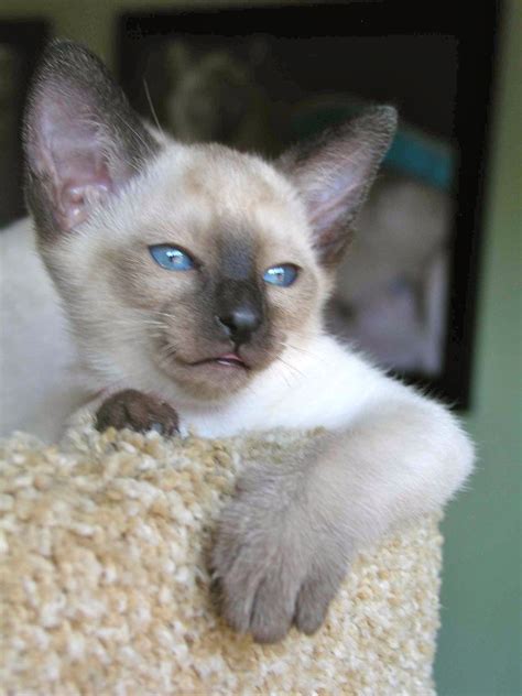 The 25 Best Siamese Cats For Sale Ideas On Pinterest Oriental Cats