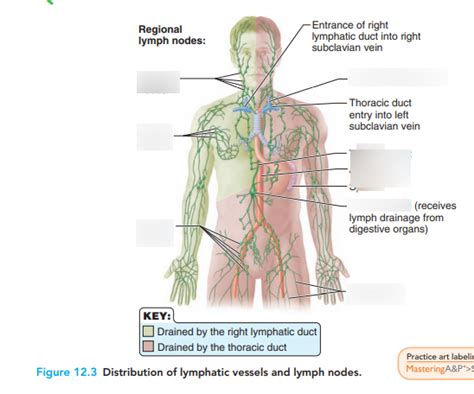 Lymphatic Vessels And Lymph Nodes Diagram Quizlet
