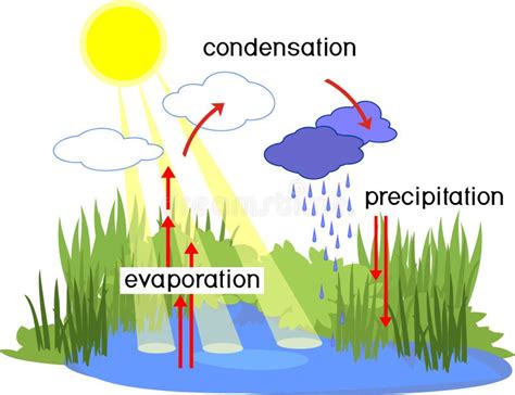 Ciclo De Agua Esquema Con Evaporación Del Ciclo De Agua Precipitación