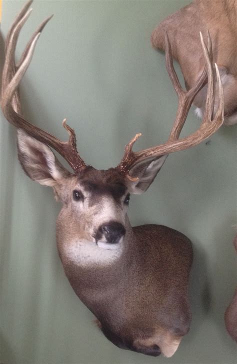 Unusual Dilemma With My Mule Deer Mount Hunting