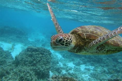 Herpes Linked Turtle Tumors Are On The Rise Pacific Standard