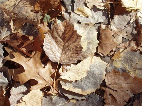 Brown Autumn Leaves Free Photo Download Freeimages