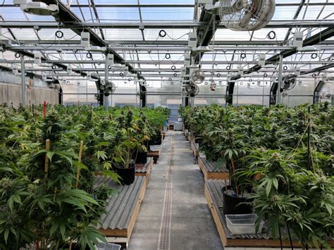 Cannabis Greenhouse Facility Design Services Groweriqca