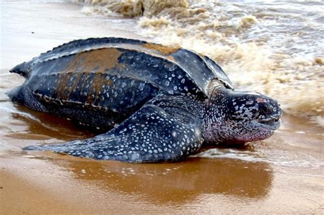 Leatherback Sea Turtle Ocean Treasures Memorial Library