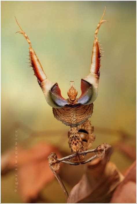 Incredible Insect Photographs By Igor Siwanowicz