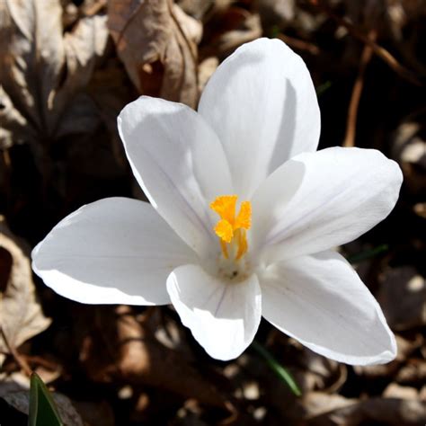 Download and use 100,000+ white flowers stock photos for free. White Crocus Flower Picture | Free Photograph | Photos ...