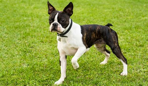 It is made with real chicken protein and has added probiotics for digestion. Best Dog Food for Boston Terriers: 9 Vet Recommended Brands