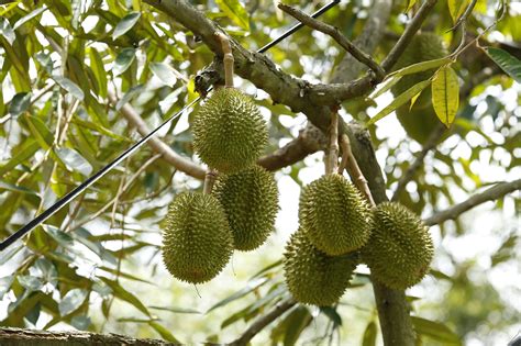 Discovering What Makes Durian Stink “king Of Fruits” Is Known For Its
