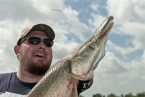 But is the alligator gar the one jeremy is searching for. Alligator Gar