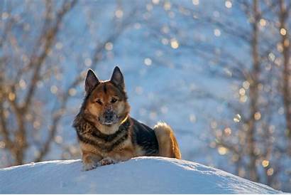 Shepherd German Dogs Winter Wallpapers Snow Desktop