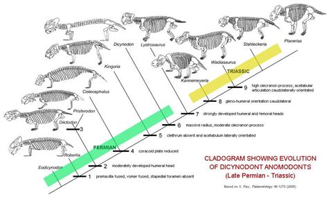 Evolution Of The Dicynodonts Mammals Reptiles Evolution