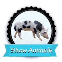 Veterinarian in Clovis, NM | Clovis Veterinary Hospital