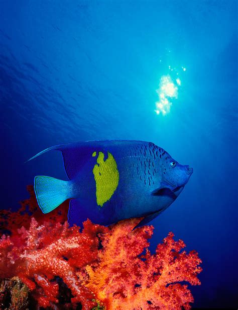 Yellow Banded Angelfish Pomacanthus Photograph By Panoramic Images