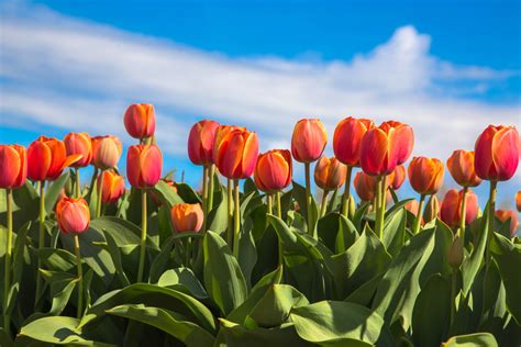 Tulip Orange Dynasty Triumph Tulips Gee Tee Bulbs Uk