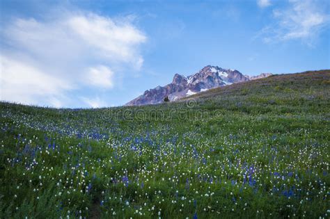 Summer Wildflowers On Mt Hood Oregon Stock Photo Image Of