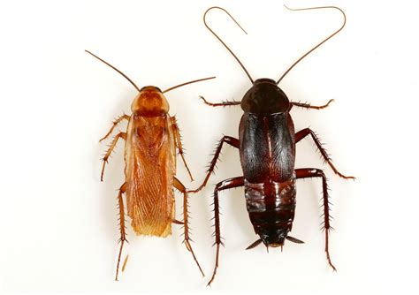 New Cockroach Species Replacing Oriental Roach In Southwest Us Live Science