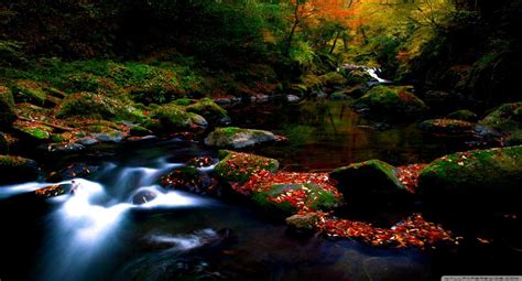 Forest River Wallpapers Wallpaper Cave