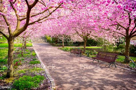 Photo Libre De Droit De Arbre De Cerisier En Fleurs Dans Le Parc Banque