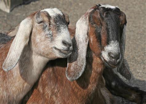 Goats have been used for milk, meat, fur, and skins across much of the world.3 milk female goats are referred to as does or nannies, intact males are called bucks or billies, and juvenile goats of both sexes are called kids. Two Female Goats Royalty Free Stock Images - Image: 29921389