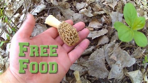 Wild Food Growing All Around Us Foraging Wild Edibles Youtube