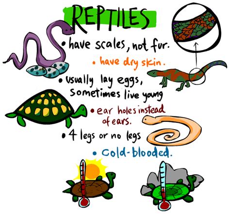 Reptile Information And Gallery
