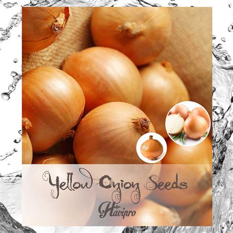 Alexi Onion Seeds Sweet Yellow Onion Seeds For Planting