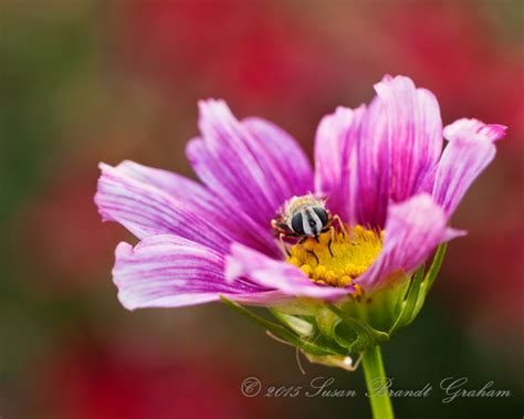 2016 Pollinator Week Southwest Desert Gardeningsouthwest Desert Gardening