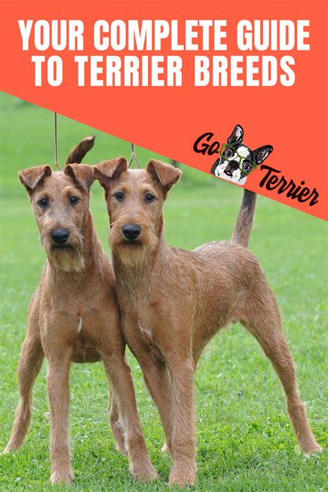 A Comprehensive Guide To Terrier Breeds Terrier Breeds Breeds Happy