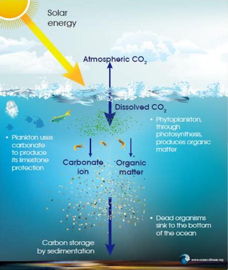 The amount of carbon dioxide (co2) in the atmosphere has increased by 35% since the industrial revolution, which began in the 18th century. Greenhouse Gases in the Oceans | International Greenhouse ...