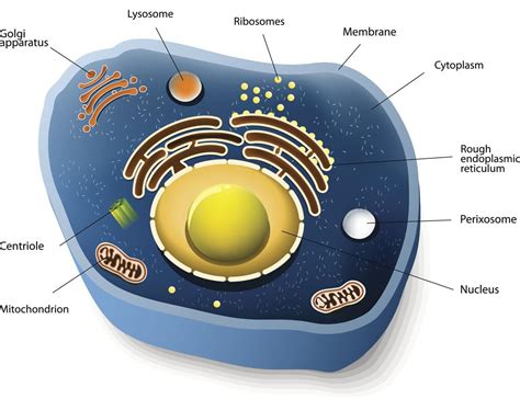 Animal cells are surrounded by a cell membrane and contain organelles that perform various functions required to keep the cell alive and operating normally. Information About Animal Cells - Biology Wise