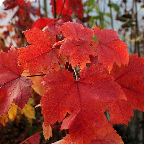 Acer October Glory Red Maple Tree Mail Order Trees